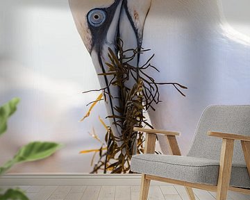 Vogels - Jan-van-Gent sierlijk met waterplanten van Servan Ott