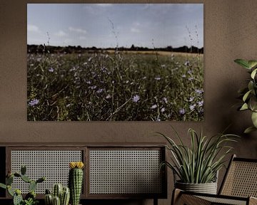 Blumen in Frankreich von Britt Laske