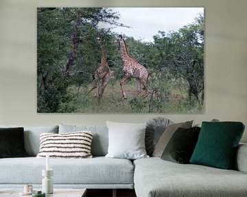 twee giraffen in natuurpark afrika