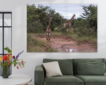 twee giraffen tijdens een safari von ChrisWillemsen