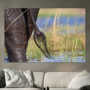 L'autre bout de l'éléphant