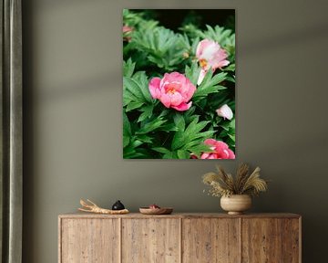 Colorful Peonies by Raisa Zwart