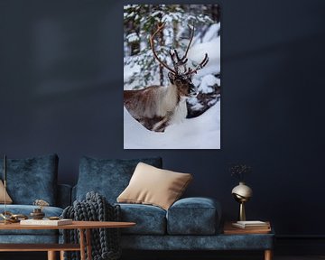 Rendier met groot gewei in een winters landschap van Martijn Smeets