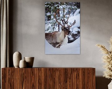 Reindeer with large antlers in a winter landscape by Martijn Smeets