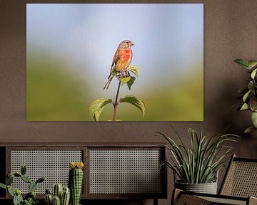 Linnet male sitting on a branch between with leaves by Mario Plechaty Photography