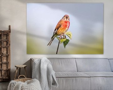 Linnet male sitting on a branch between with leaves by Mario Plechaty Photography