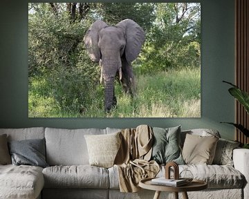 olifant in het wild by ChrisWillemsen