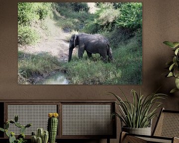 een wilde olifant steekt de rivier over by ChrisWillemsen