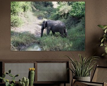 een wilde olifant steekt de rivier over