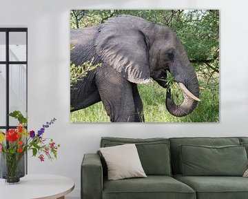 een olifant van dichtbij van ChrisWillemsen