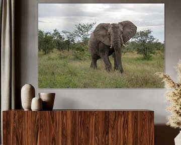 giant elephant in kruger national park by ChrisWillemsen