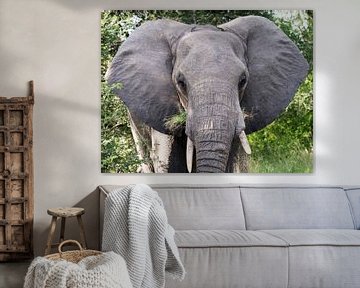 big elephant close up by ChrisWillemsen
