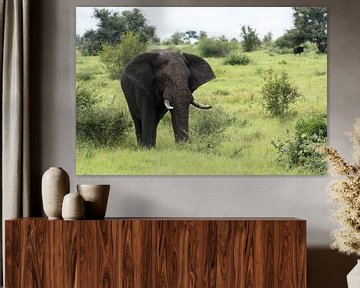 afrikaanse olifant van ChrisWillemsen
