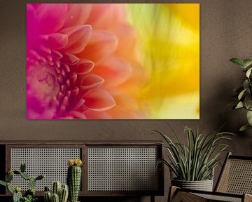Dahlia flower in the colors magenta, orange and yellow by elma maaskant