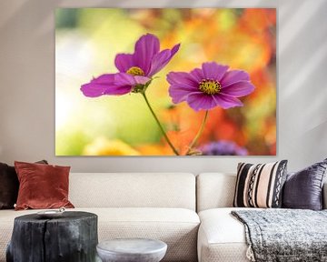 Cosmea Love, kleurrijke bloemen met een vrolijke achtergrond van elma maaskant
