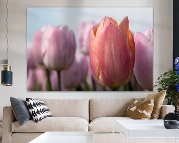 een oranje tulp tussen roze tulpen van W J Kok