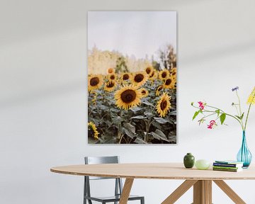 Sunflower field in France by Amber den Oudsten