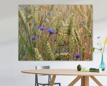 cornflower in the grain