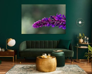 Purple Beauty