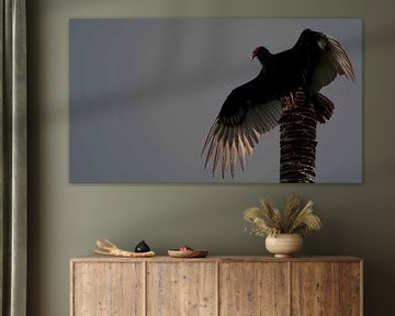 Redheaded Vulture by Maarten Verhees