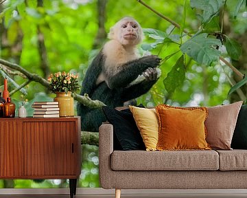 Witschouderkapucijnaap