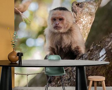 Witschouderkapucijnaap