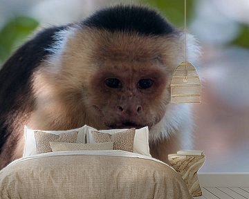 Witschouderkapucijnaap