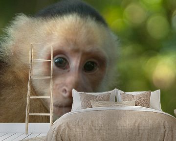 Witschouderkapucijnaap