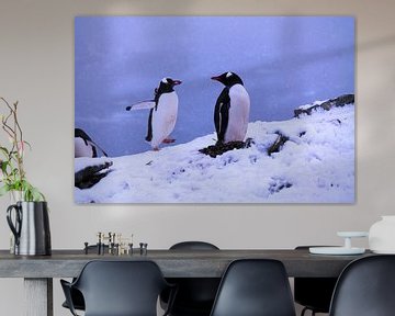 Nesting gentoo penguins at Antartica by Jânio Tjoe-Awie