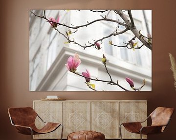 Magnolia avec murs blancs en arrière-plan | nature à Copenhague sur Karijn | Fine art Natuur en Reis Fotografie