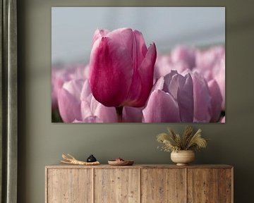 eine schöne lila Tulpe zwischen rosa Tulpen von W J Kok