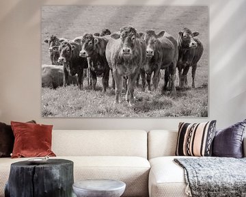 Bruine Limousin Koeien op een rijtje / Natuur en Landschapsfotografie van Anke Sol
