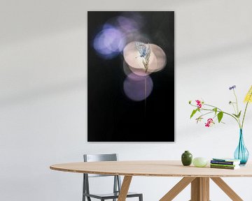 Just a beautiful butterfly in the evening light