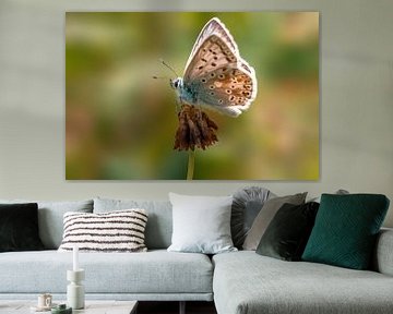 Common Blue butterfly sits on a clover flower by Mario Plechaty Photography