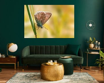 Blue butterfly sitting on a blade of grass by Mario Plechaty Photography