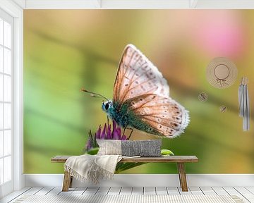 Common Blue butterfly sitting on a clover flower by Mario Plechaty Photography