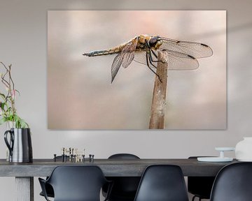 grande libellule assise sur un brin de roseau sur Mario Plechaty Photography