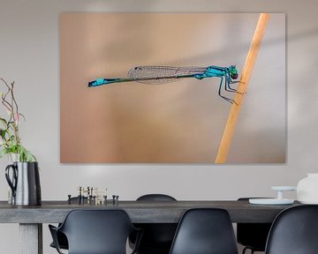 blue damselfly sitting on a blade of grass by Mario Plechaty Photography