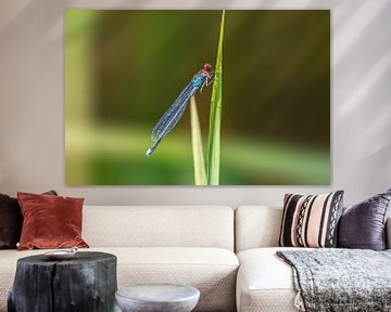 blue damselfly sitting on a blade of grass by Mario Plechaty Photography