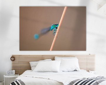 blue damselfly sitting on a blade of grass by Mario Plechaty Photography