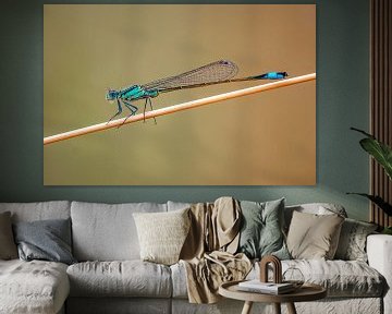 libellule bleue de l'azur, assise sur un brin d'herbe sur Mario Plechaty Photography