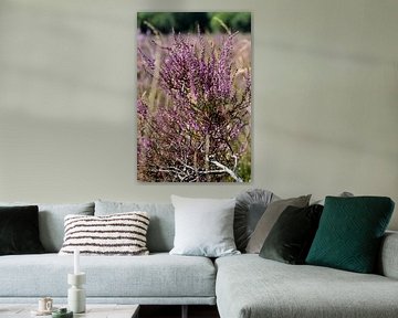 Purple heather branch in the sun