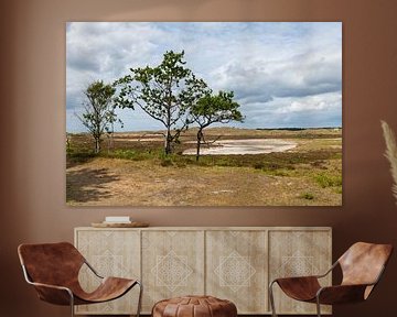 arbres verts dans la zone des dunes de schoorl