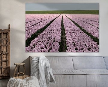 een tulpenveld met roze tulpen van W J Kok