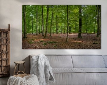 Fris groene bomen in het bos van de Drentse Aa van Rick Van der Poorten