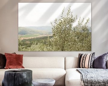 Olive tree leaves in Italy