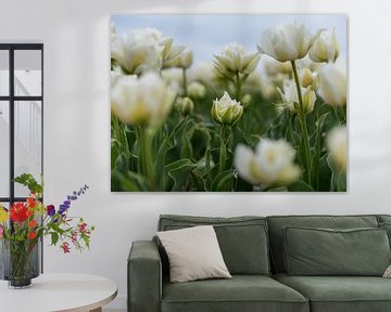 A small white tulip in the tulip field by Marjolijn van den Berg