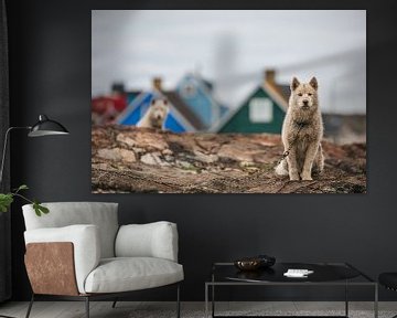 Greenlandic Dogs in Qeqertarsuaq, Disko Bay by Martijn Smeets