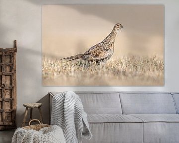 Pheasant chicken on a harvested wheat field by Mario Plechaty Photography