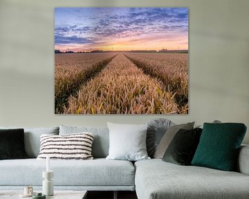 Wheat field at sunset by Martijn Jacobs